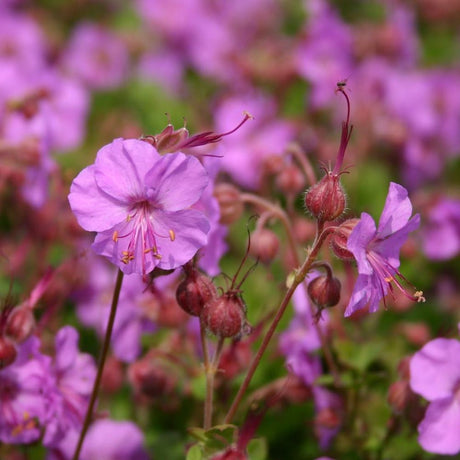 Geranium Karmina - VERDENA-25-30 cm la livrare, in ghiveci de 3 L