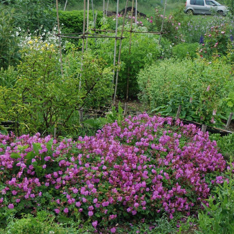 Ciocul Berzei Geranium Karmina