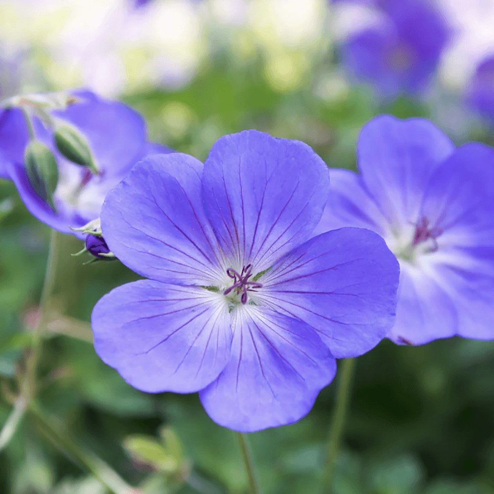 Geranium Rozanne - VERDENA-40 cm inaltime livrat in ghiveci de 3 L