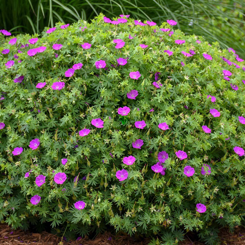 Geranium Tiny Monster - VERDENA-10-15 cm cm inaltime livrat in ghiveci de 0.7 L