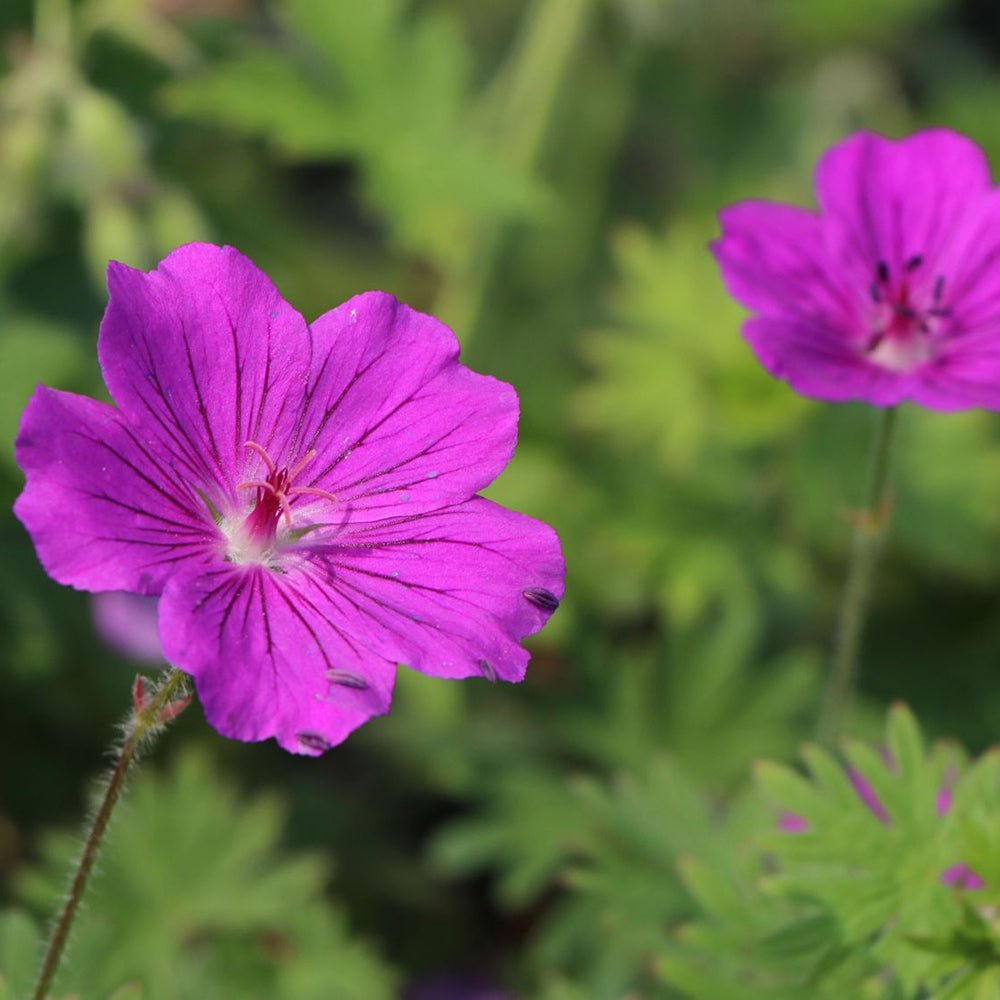 Geranium Tiny Monster - VERDENA-10-15 cm cm inaltime livrat in ghiveci de 0.7 L