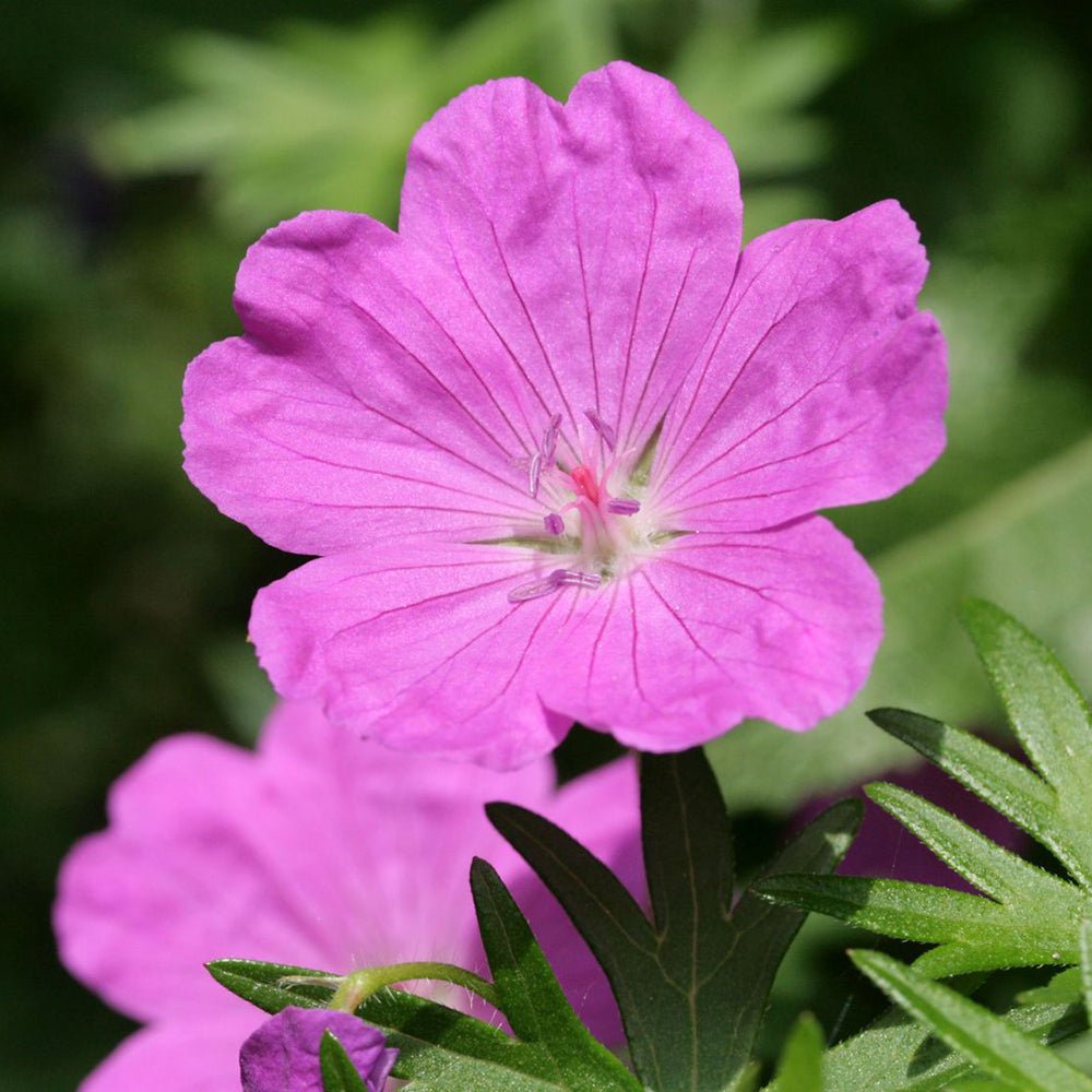 Geranium Tiny Monster - VERDENA-10-15 cm cm inaltime livrat in ghiveci de 0.7 L