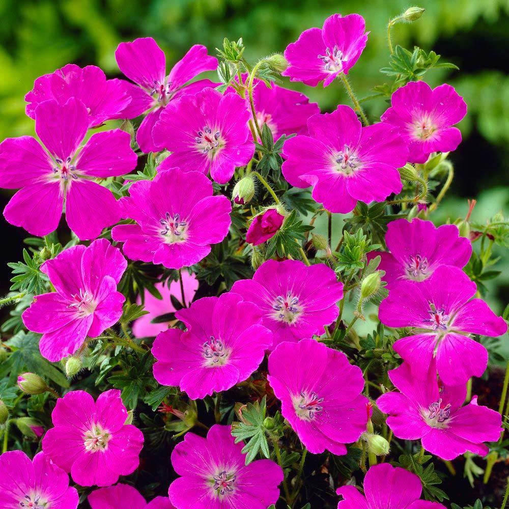 Ciocul Berzei Geranium Max Frei, tarator, cu flori roz-violet