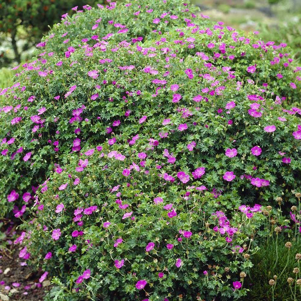 Ciocul Berzei Geranium Max Frei, tarator, cu flori roz-violet