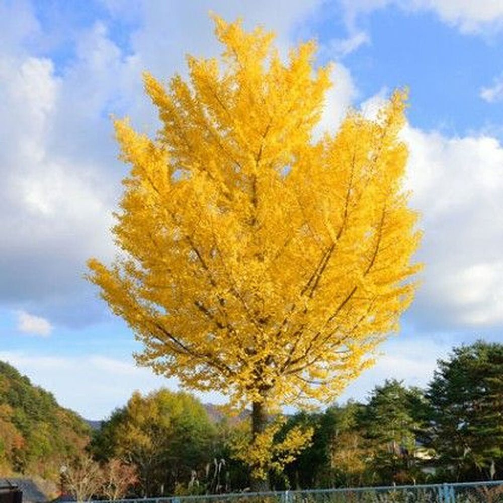 Ginkgo biloba Mariken - VERDENA-Tulpina de 70 cm inaltime livrat in ghiveci de 7.5 L