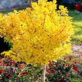 Ginkgo biloba Mariken - VERDENA-Tulpina de 70 cm inaltime livrat in ghiveci de 7.5 L