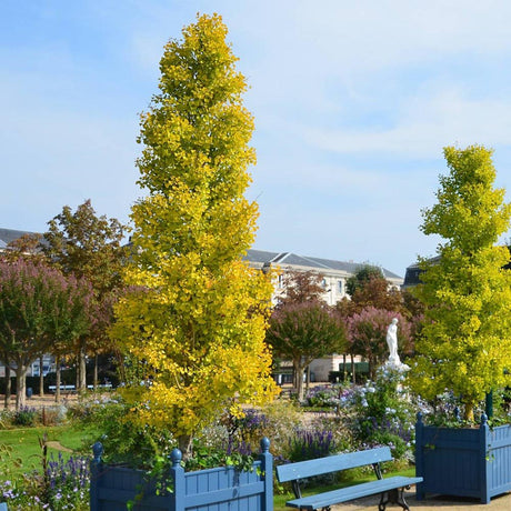 Arborele Pagodelor Columnar Menhir (Ginkgo Biloba)