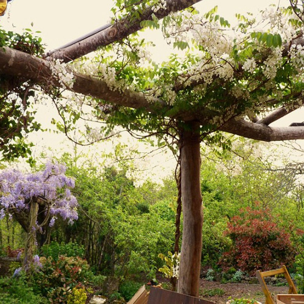 Glicina cataratoare cu flori albe (Wisteria Shiro Kapitan) - VERDENA-150-175 cm inaltime, livrat in ghiveci de 5 l