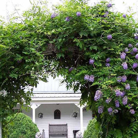 Glicina cataratoare cu flori Mov Albastru (Wisteria) Amethyst Falls - VERDENA-150-175 cm inaltime, livrat in ghiveci de 5.5 l