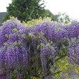 Glicina violet-deschis Issai Perfect (Wisteria formosa) - VERDENA-100-125cm inaltime livrat in ghiveci de 2 L