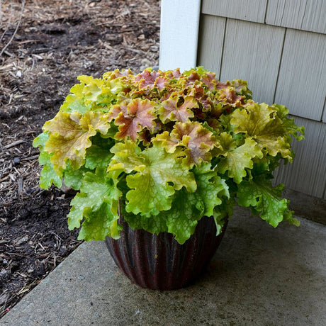 Clobotel purpuriu verde-rosu (Heuchera) Apple Twist, acoperitor de sol