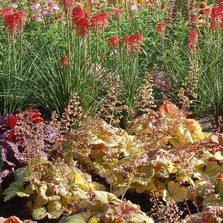 Heuchera Champagne - VERDENA-25-30 cm inaltime, livrat in ghiveci de 2 l