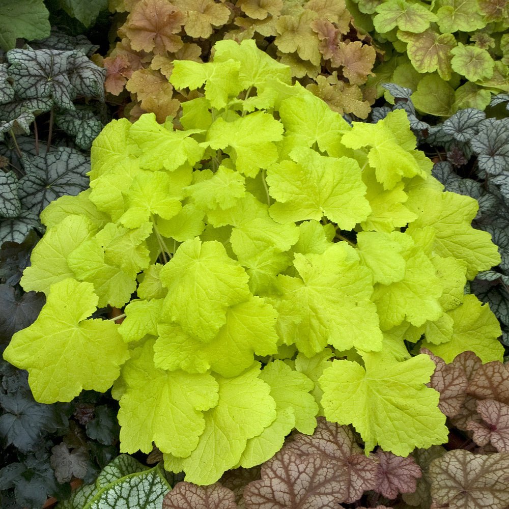 Heuchera Citronelle - VERDENA-livrat in ghiveci de 1L