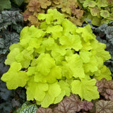 Heuchera Citronelle - VERDENA-livrat in ghiveci de 1L