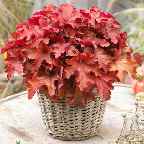 Heuchera Cranberry - VERDENA-livrat in ghiveci de 2 l