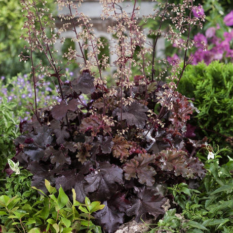 Heuchera Melting Fire, 10/+ cm la livrare, in ghiveci de 2L