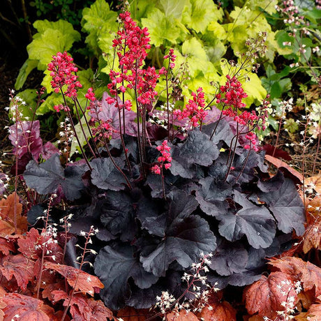 Heuchera negru Black Forest Cake - VERDENA-10-15 cm inaltime, livrat in ghiveci de 1.5 l