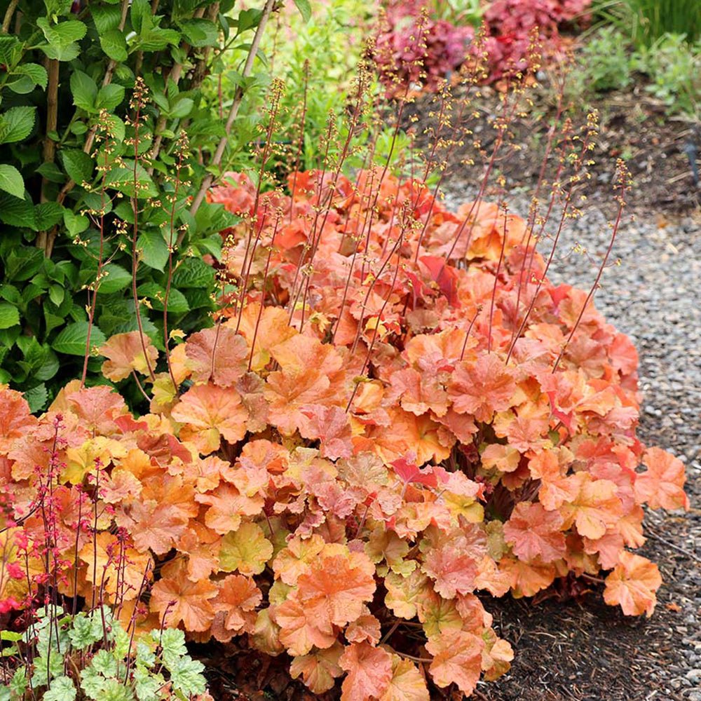 Heuchera Nothern Exposure Amber - VERDENA-livrat in ghiveci de 1 L