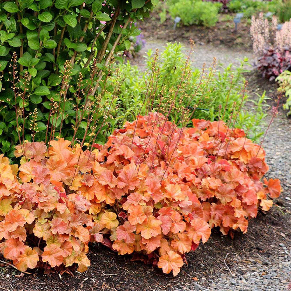 Heuchera Nothern Exposure Amber - VERDENA-livrat in ghiveci de 1 L