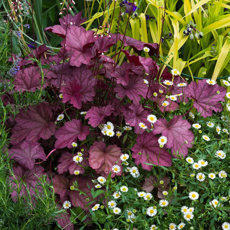 Heuchera Palace Purple, livrat in ghiveci de 0.5L