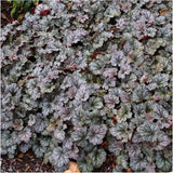 Heuchera Quicksilver, livrat in ghiveci de 1L