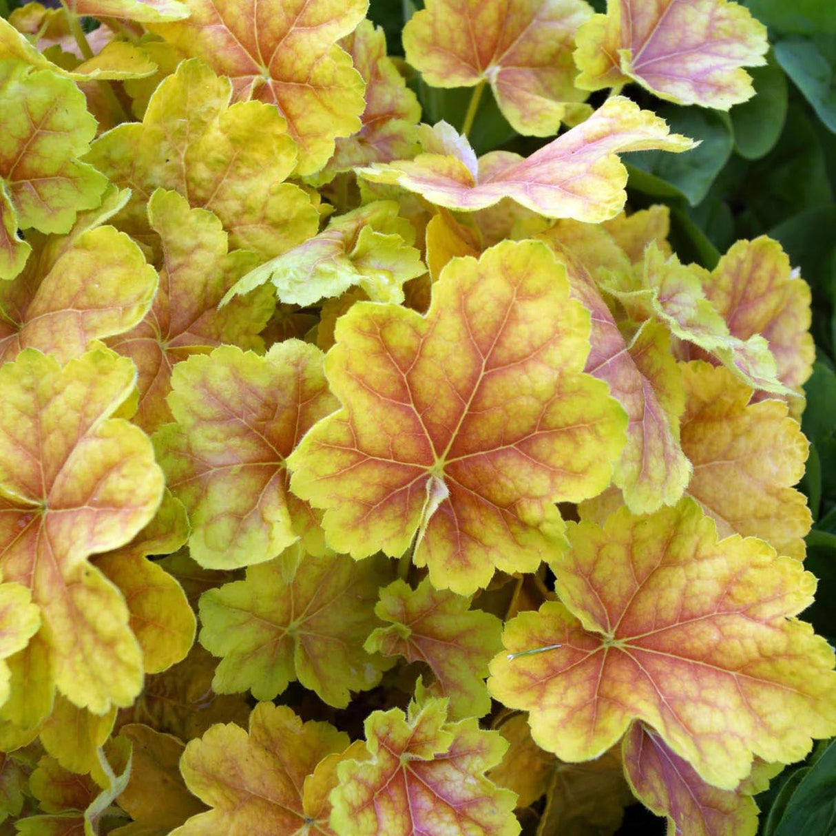 Heuchera Red Lightning - VERDENA-10-15 cm inaltime, livrat in ghiveci de 2 l