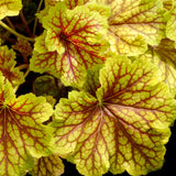 Heuchera Red Lightning - VERDENA-10-15 cm inaltime, livrat in ghiveci de 2 l