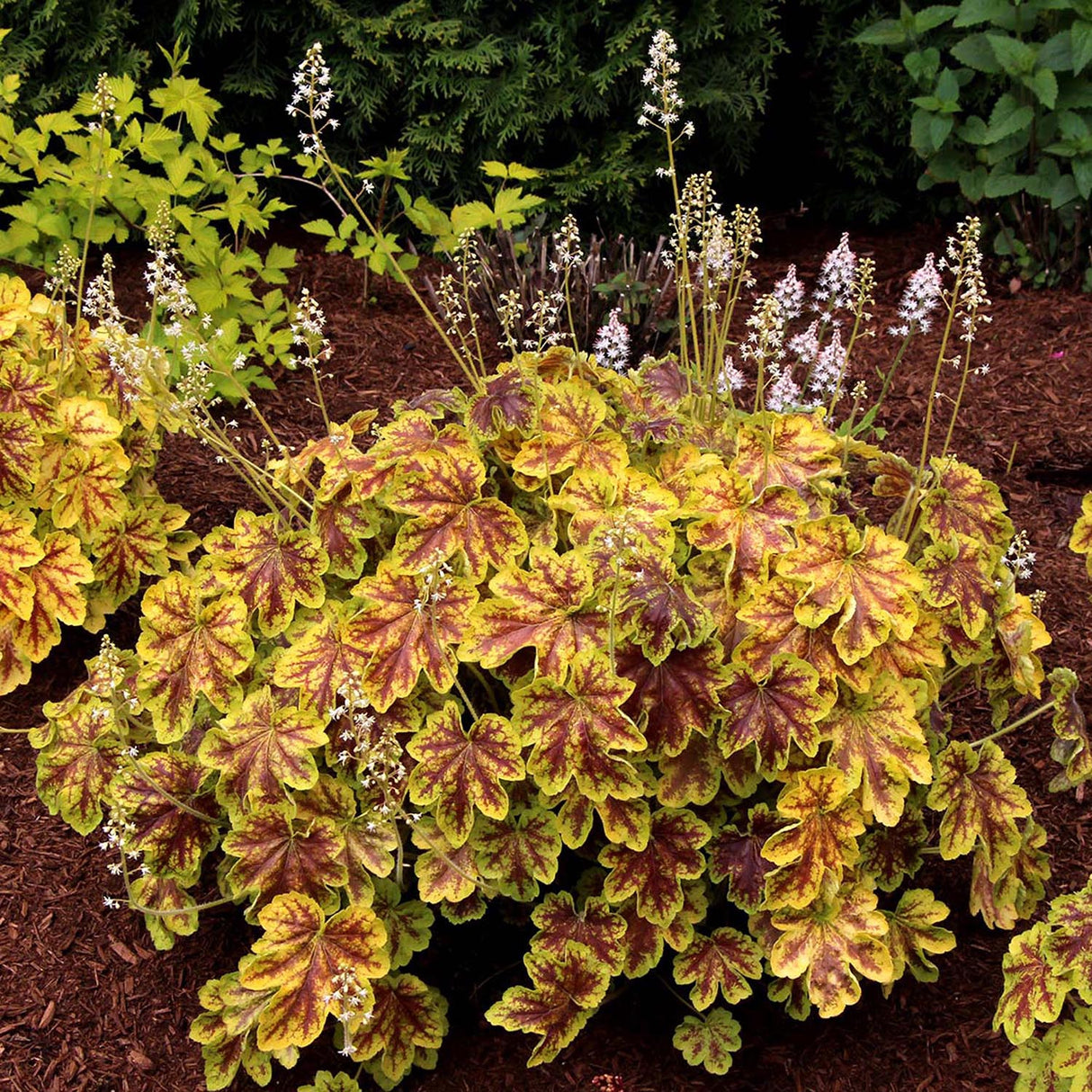 Heuchera Red Lightning - VERDENA-10-15 cm inaltime, livrat in ghiveci de 2 l