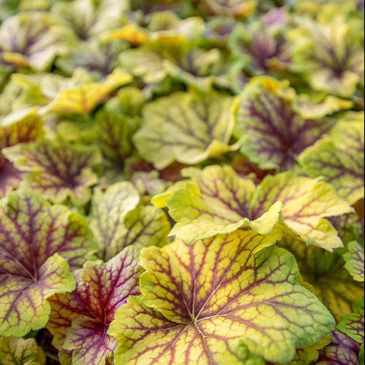 Heuchera Red Lightning - VERDENA-10-15 cm inaltime, livrat in ghiveci de 2 l