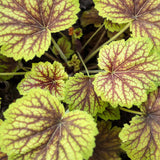 Heuchera Red Lightning - VERDENA-10-15 cm inaltime, livrat in ghiveci de 2 l