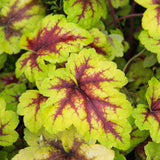 Heuchera Red Lightning - VERDENA-10-15 cm inaltime, livrat in ghiveci de 2 l