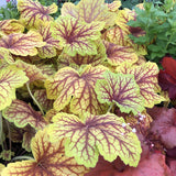 Heuchera Red Lightning - VERDENA-10-15 cm inaltime, livrat in ghiveci de 2 l