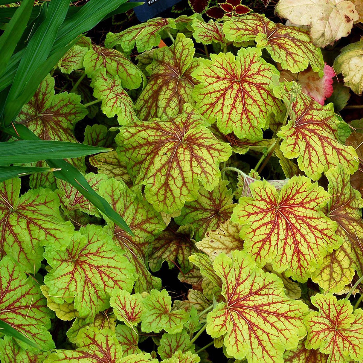 Heuchera Red Lightning - VERDENA-10-15 cm inaltime, livrat in ghiveci de 2 l