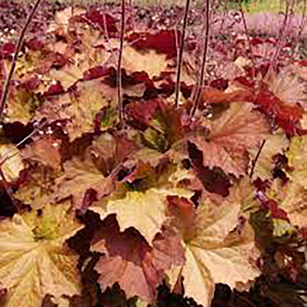 Heuchera Rex Dark Amber - VERDENA-55/+ cm inaltime livrat in ghiveci de 8 L