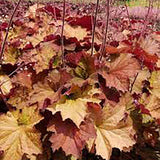 Heuchera Rex Dark Amber - VERDENA-55/+ cm inaltime livrat in ghiveci de 8 L