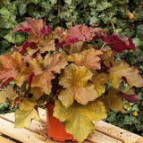 Heuchera Rex Dark Amber - VERDENA-55/+ cm inaltime livrat in ghiveci de 8 L