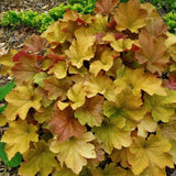 Heuchera Rex Dark Amber - VERDENA-55/+ cm inaltime livrat in ghiveci de 8 L