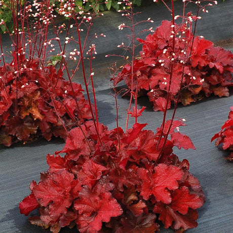 Heuchera rosu Forever Red - VERDENA-30-35 cm inaltime, livrat in ghiveci de 2 l