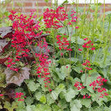 Heuchera sanguinea Leuchtkäfer - VERDENA-10-15 cm inaltime, livrat in ghiveci de 2 l