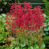 Heuchera sanguinea Leuchtkäfer - VERDENA-10-15 cm inaltime, livrat in ghiveci de 2 l