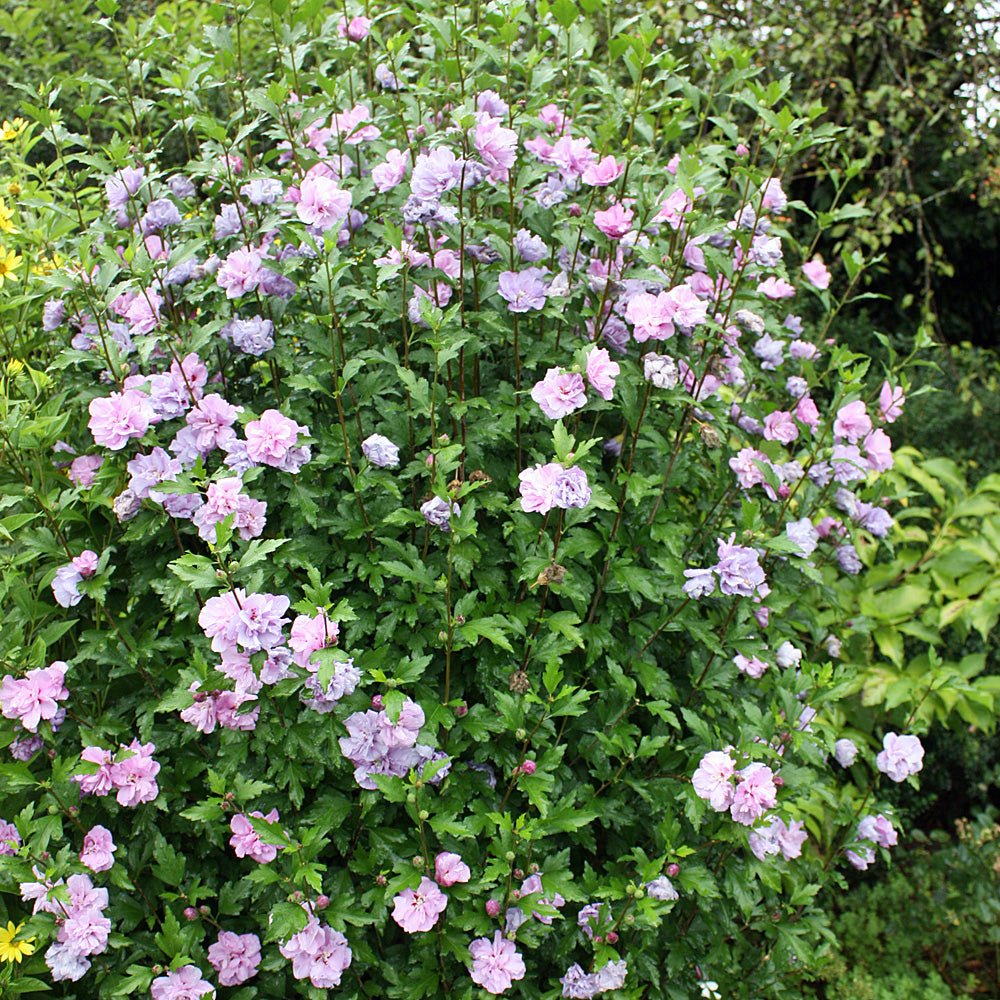 Hibiscus Ardens - VERDENA-60 cm inaltime livrat in ghiveci de 4.5 L