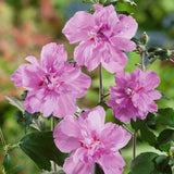 Hibiscus Ardens - VERDENA-60 cm inaltime livrat in ghiveci de 4.5 L