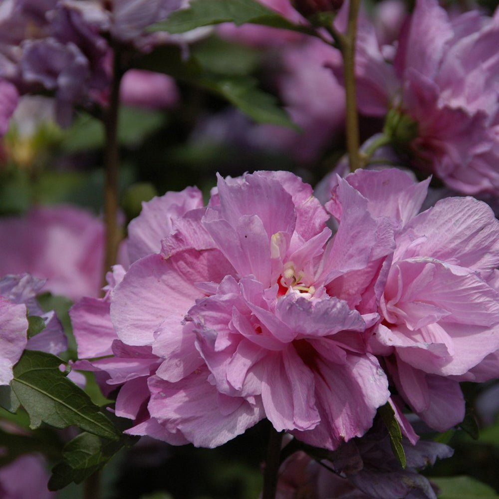 Hibiscus Ardens - VERDENA-60 cm inaltime livrat in ghiveci de 4.5 L