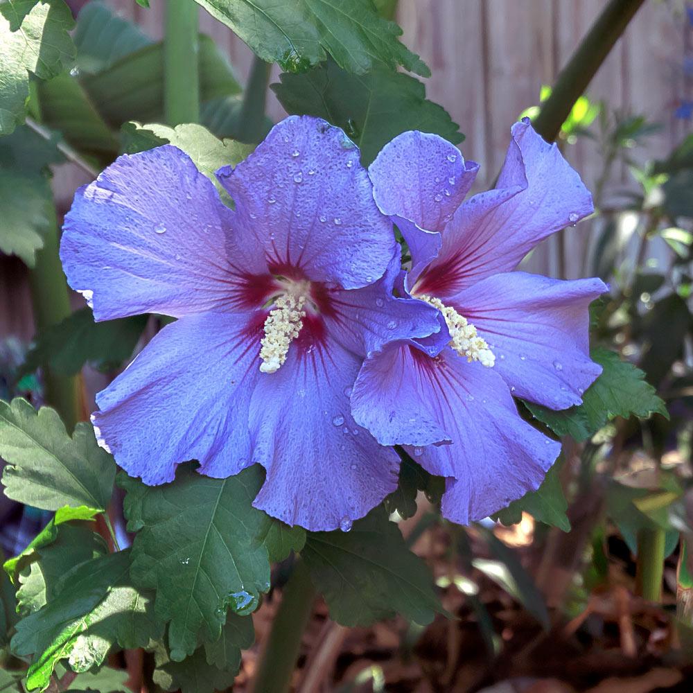 Hibiscus Bleu Syriacus - Tip Copac - VERDENA-Tulpina 90 cm inaltime, livrat in ghiveci de 10 l