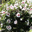 Hibiscus Red Heart - VERDENA-20-30 cm inaltime, in ghiveci de 1.5L