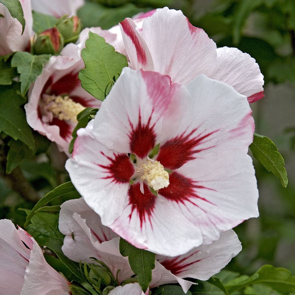 Hibiscus Red Heart - VERDENA-20-30 cm inaltime, in ghiveci de 1.5L