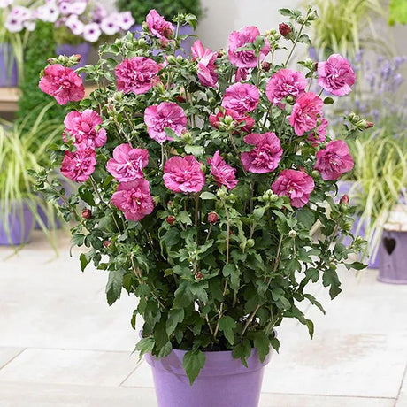 Hibiscus roz Magenta Chiffon - VERDENA-40-50 cm inaltime, livrat in ghiveci de 4 l