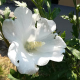 Hibiscus Totus Alba, 20-30 cm inaltime, in ghiveci de 1.5L