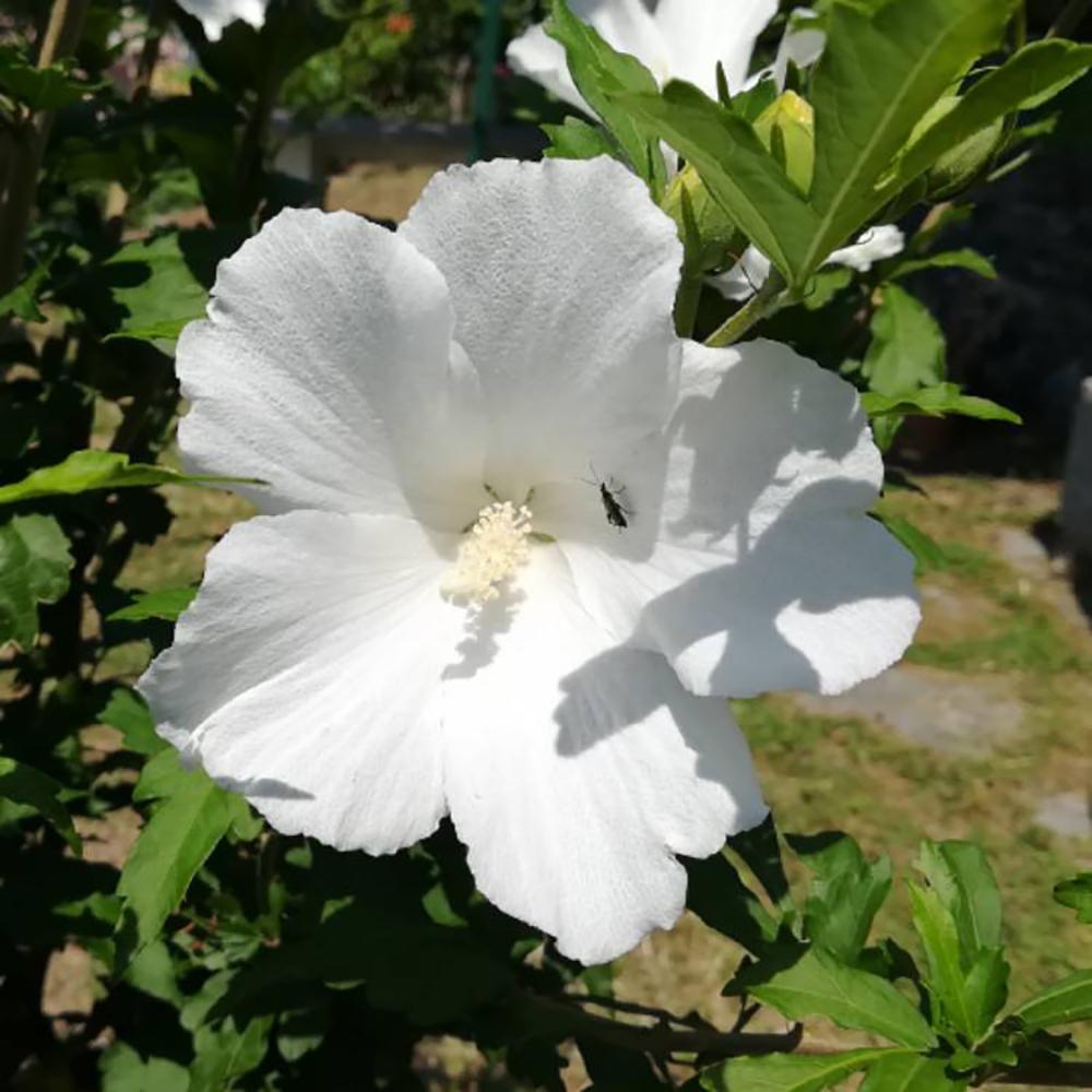 Hibiscus Totus Alba, 20-30 cm inaltime, in ghiveci de 1.5L