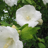 Hibiscus Totus Alba, 20-30 cm inaltime, in ghiveci de 1.5L